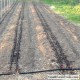 Field Drip Irrigation